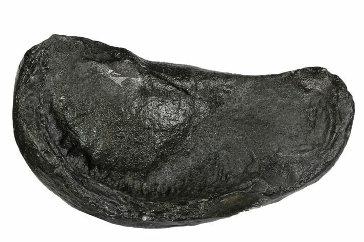 Fossil Whale Ear Bone - Miocene #99979